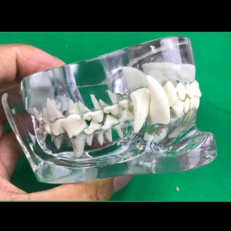 1 шт. Модель зуба животного Собака Кошка расположение зубов практическая модель обучающая имитационная модель игрушка в Подарок
