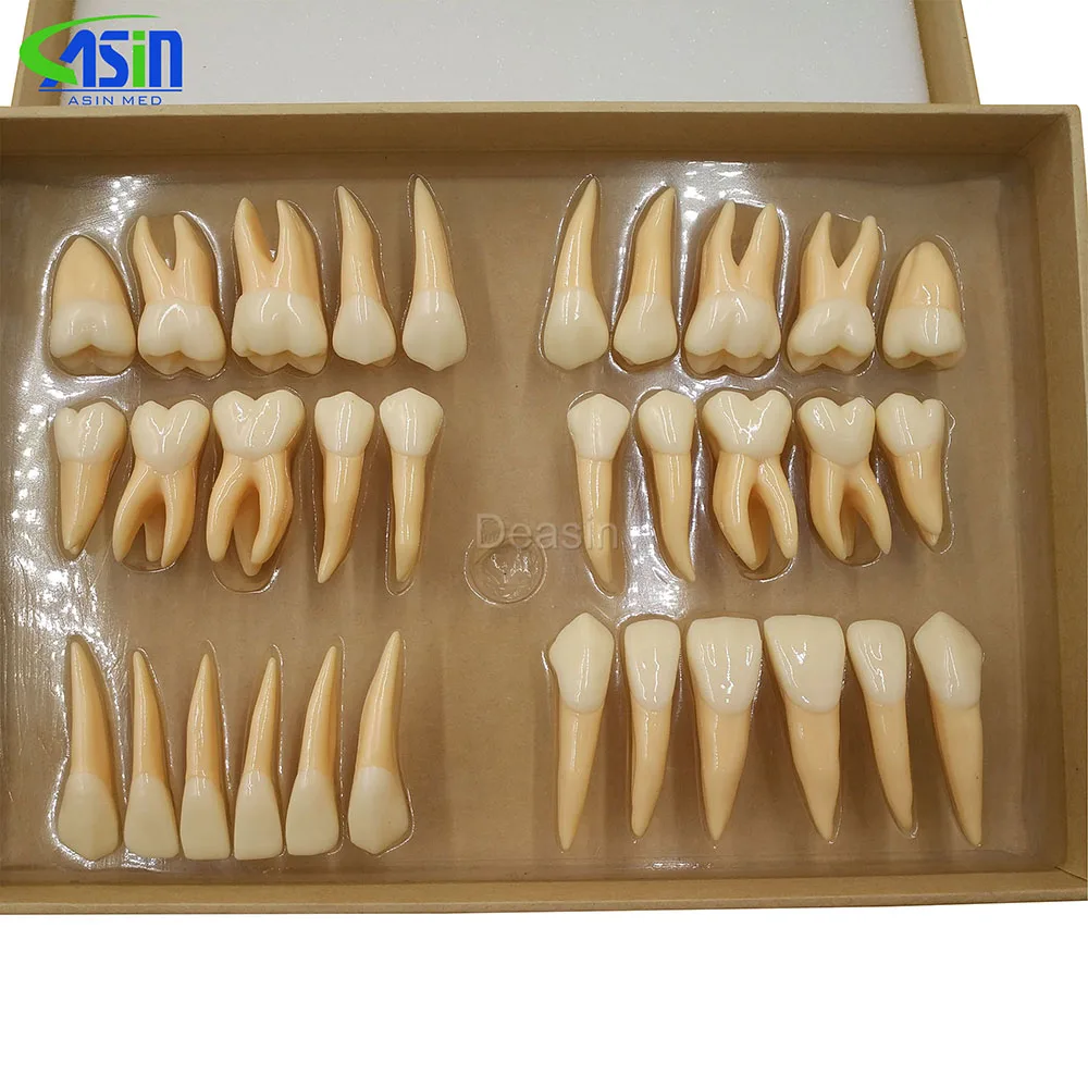 Высококачественная модель постоянных зубов для взрослых 2,5 раза по 32 шт, стоматологический подарок, коммуникационные модели зубов Odontologia