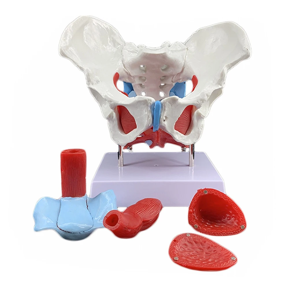 Съемная модель мышц женского таза, мышц тазового дна, матки, яичников, Учебные материалы